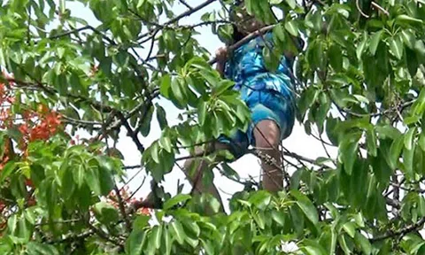 Nha Trang: Cô gái trèo lên ngọn cây nhảy nhót la hét, nghi ngáo đá